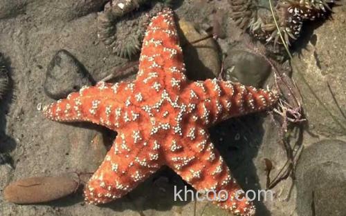 海星_1
