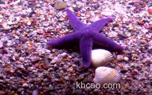 海星_2