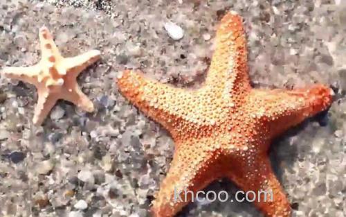 海星_3