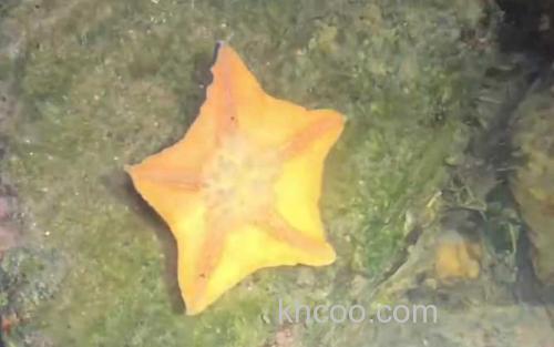 海星_3
