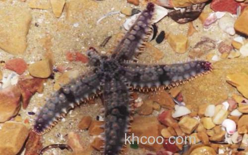 海星_2