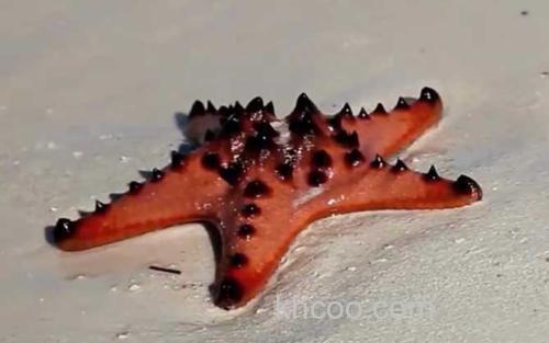 海星_3
