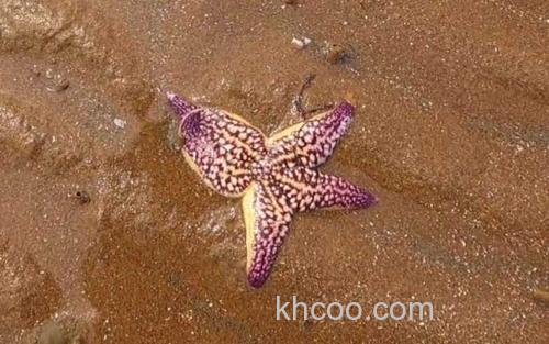 海星_0