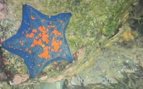 海星_3