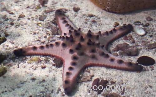 海星_1