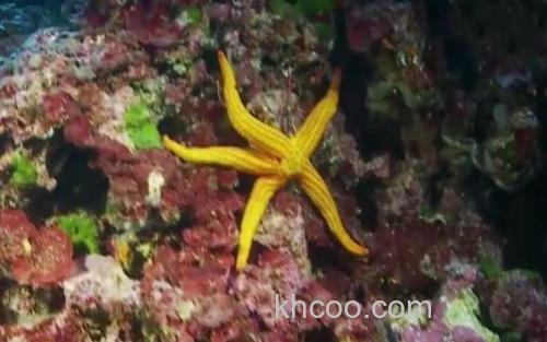 海星_1