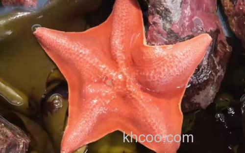 海星_3