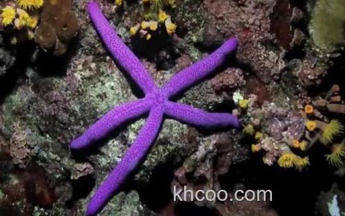 海星_3