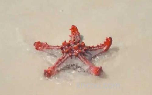 海星_1