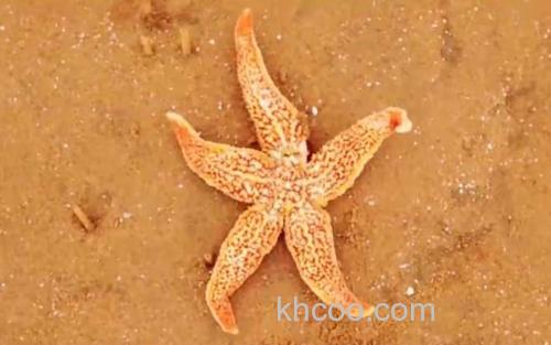 海星_0