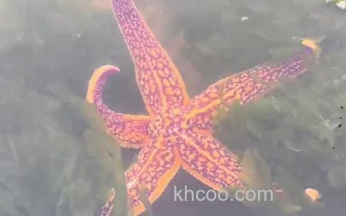 海星_2