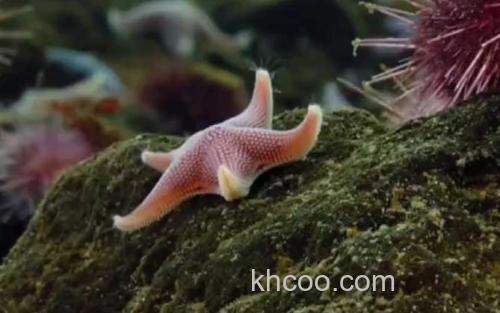 海星_1