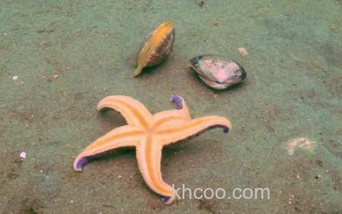 海星_1