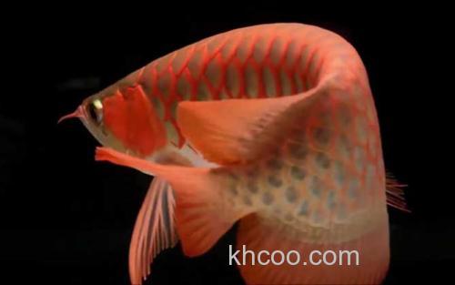 红金龙鱼_1