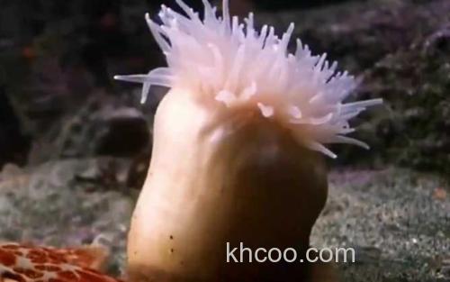 海葵_0