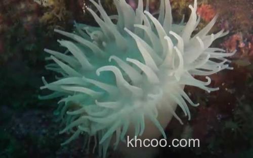 海葵_1