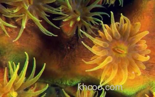 海葵_1