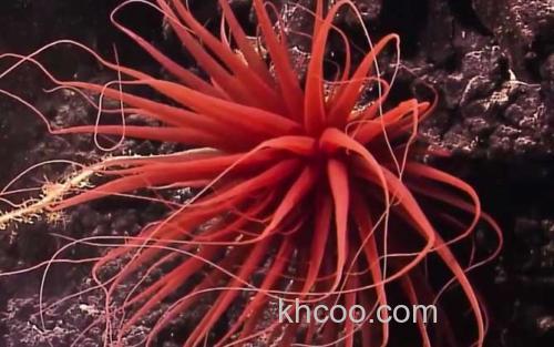 海葵_0