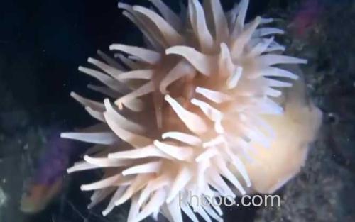 海葵_2