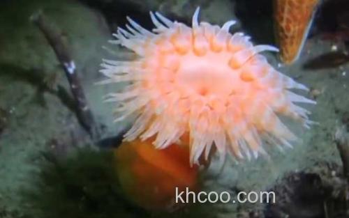 海葵_0