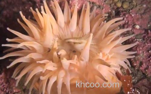 海葵_0