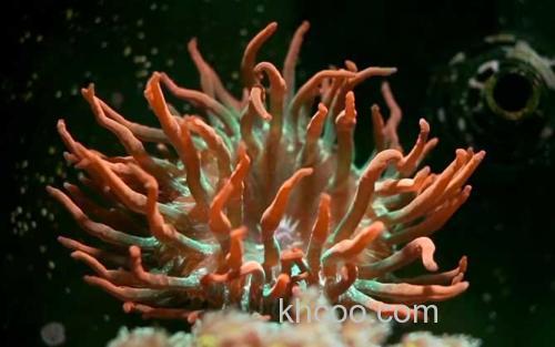 海葵_0