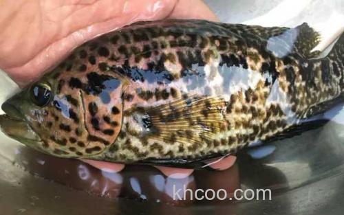 淡水石斑鱼_5
