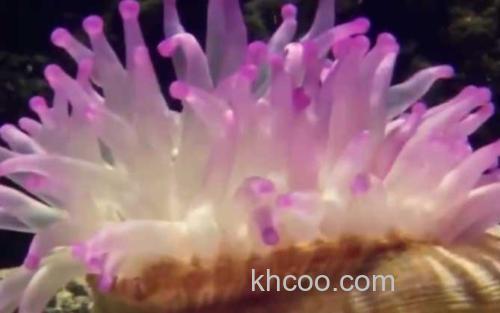 海葵_0