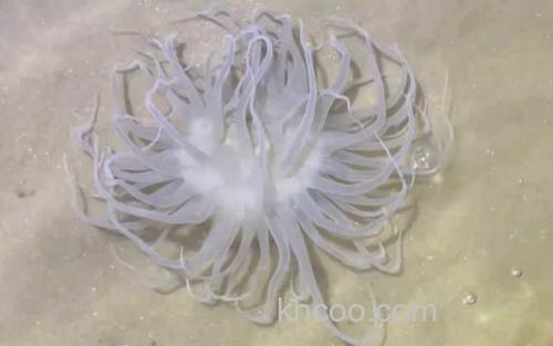 海葵_3