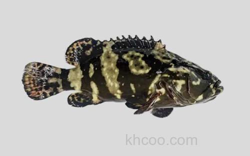 珍珠龙胆石斑鱼_5