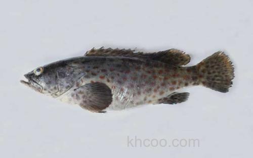 网纹石斑鱼_9