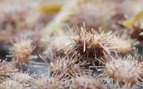 虾夷马粪海胆_1