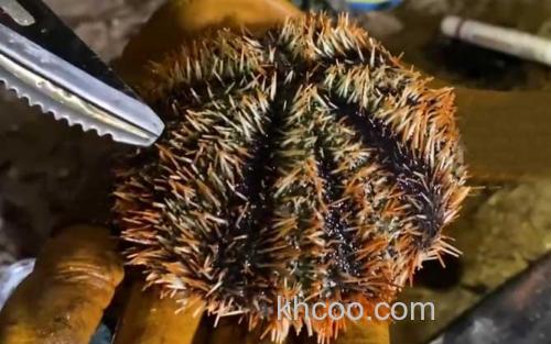 白棘三列海胆_6