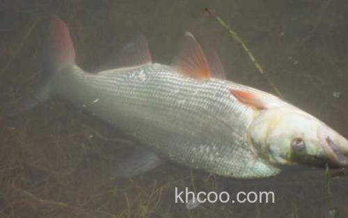 翘嘴红鲌_1