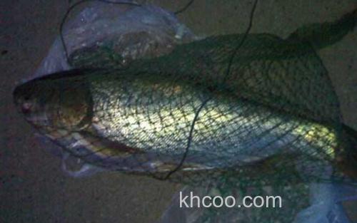 鳙鱼_2