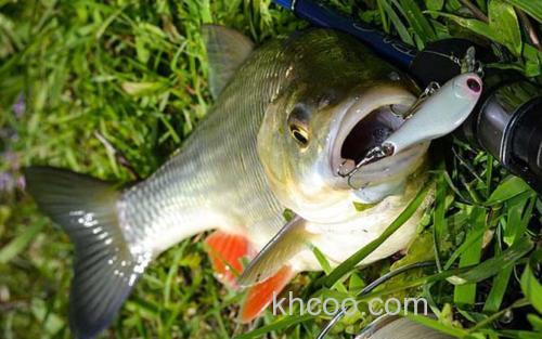 草鱼_2