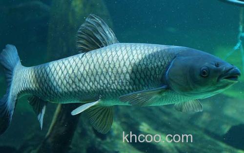 草鱼_0