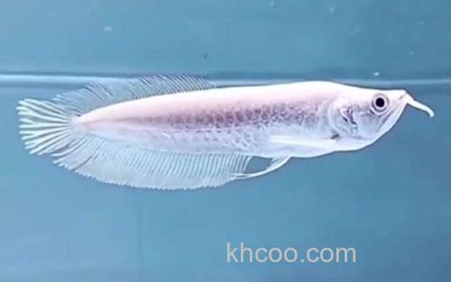 银龙鱼_1