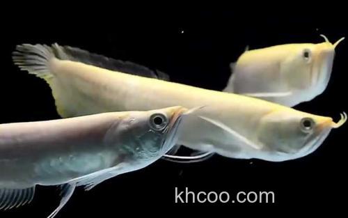 银龙鱼_2