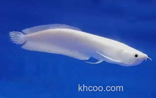 银龙鱼_0