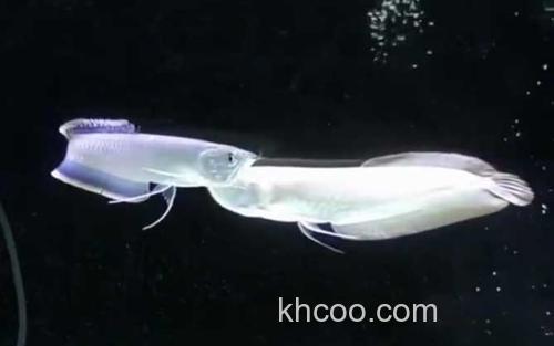 银龙鱼_0