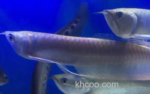 银龙鱼_1