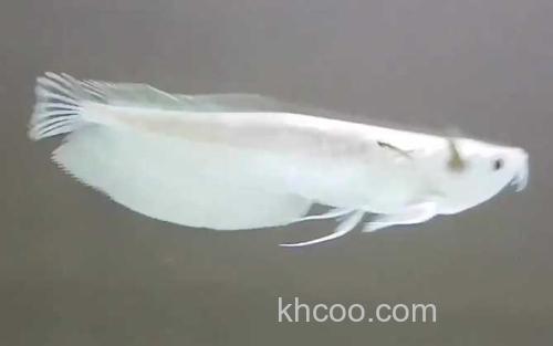 银龙鱼_2