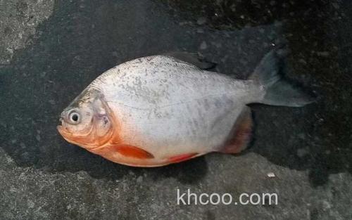 红鲳鱼_1