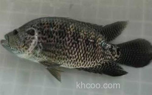淡水石斑鱼_0