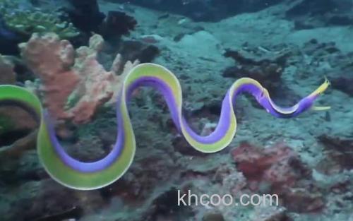 五彩鳗_3