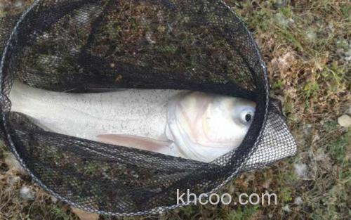 鳙鱼_4