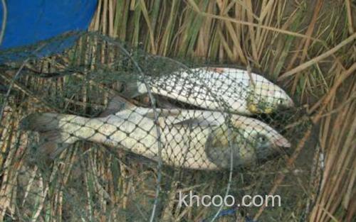鳙鱼_5