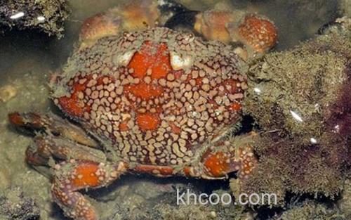 绣花脊熟若蟹_0