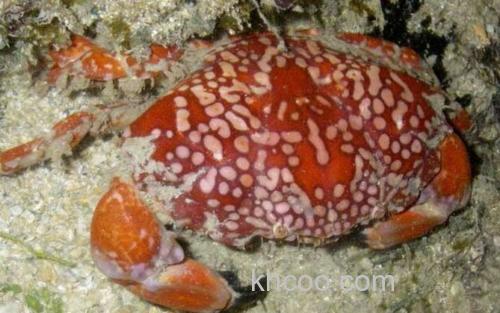 绣花脊熟若蟹_3